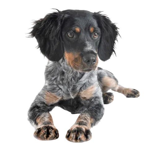 petit-chien