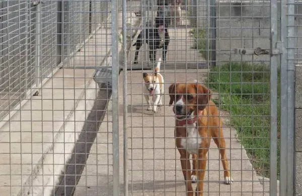 pension-chien