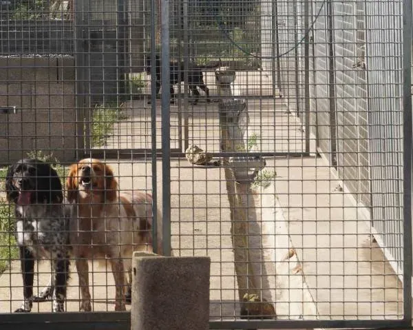 Pension Chien à Sainte-Gemme