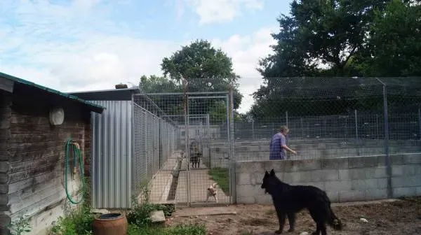 pension-chien