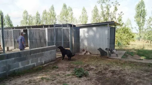pension-chien