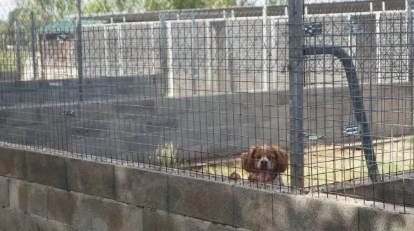 pension-chien