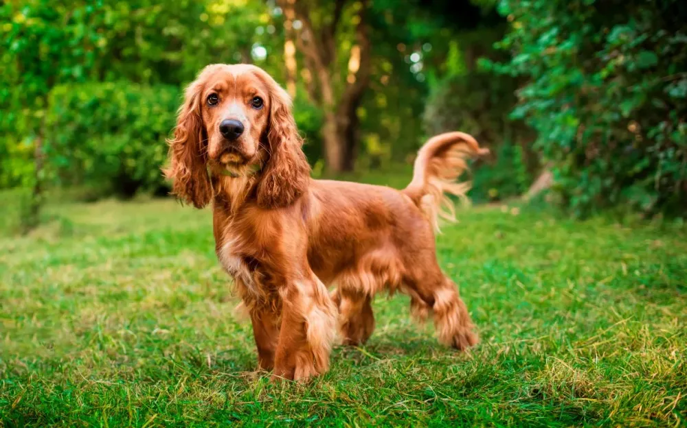 cocker-chien