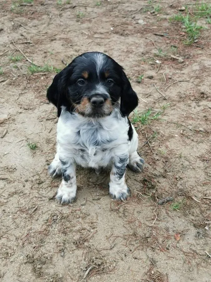Chiot 2