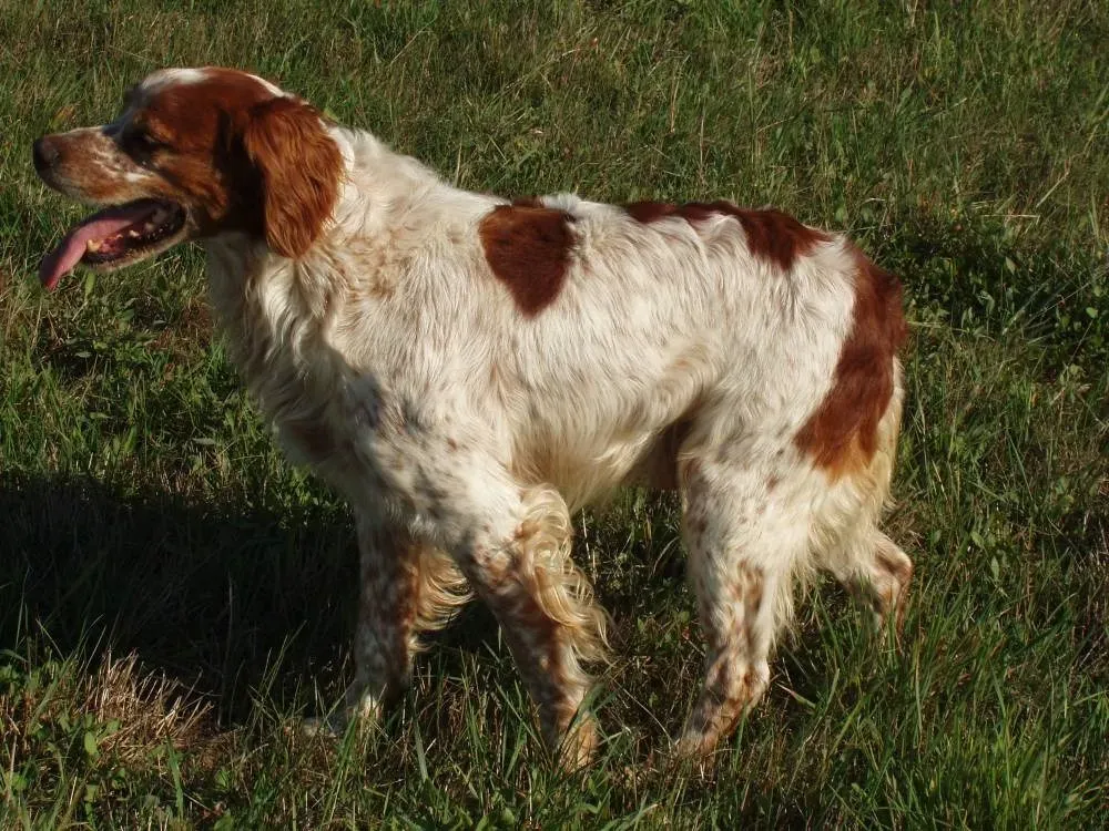 Surcouf du chêne de Sophie