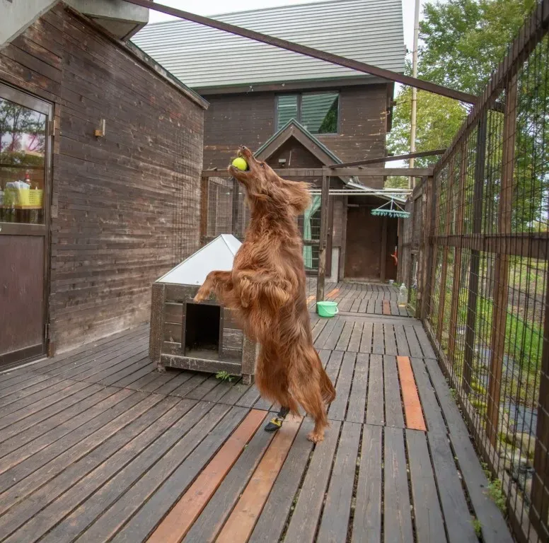 Pension chien