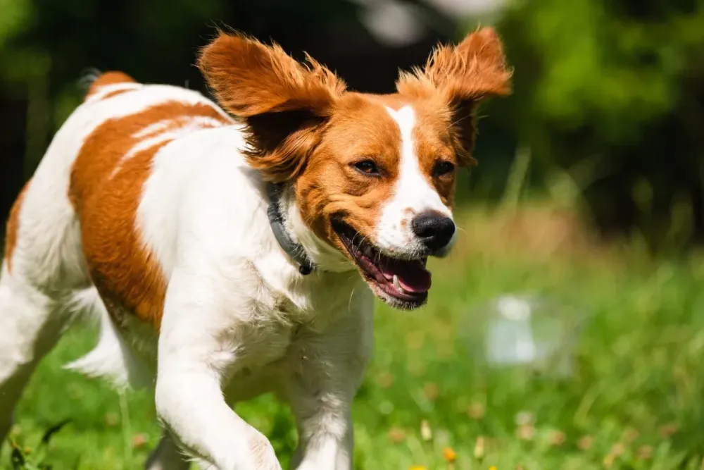 Élevage chien