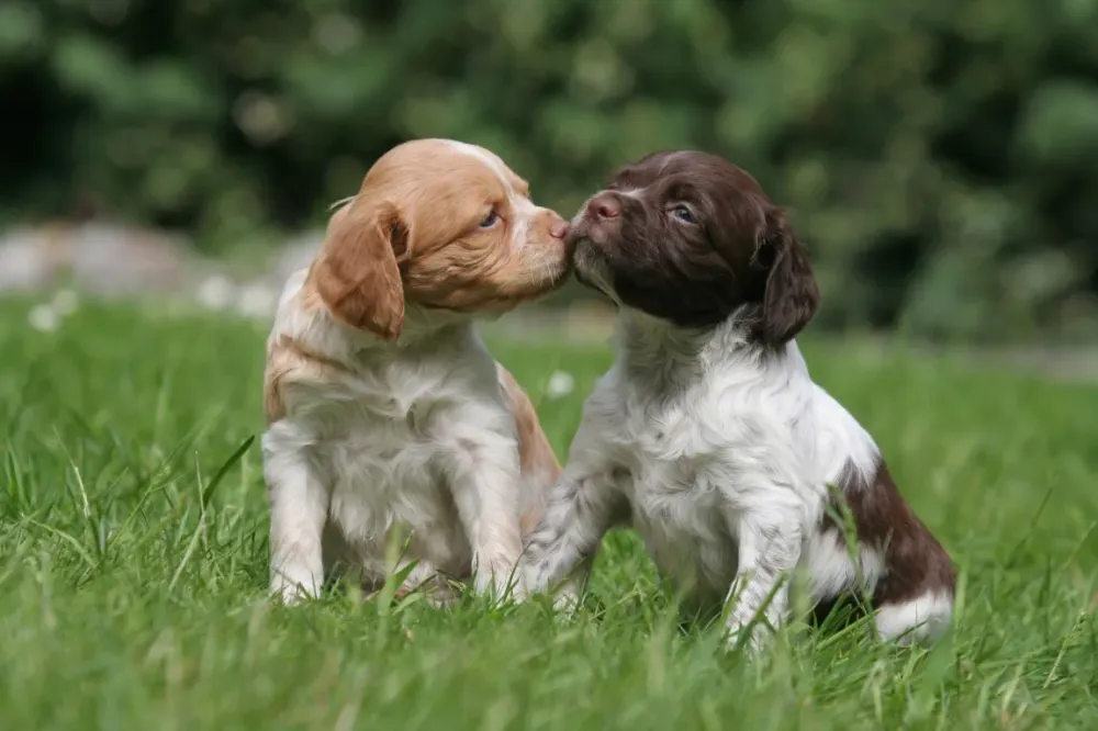 Chiots Épagneuls à Sainte-Gemme