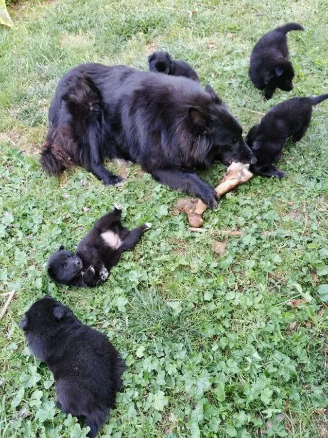 Chiot 3
