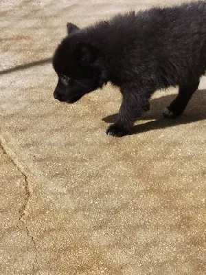 Chiot 1